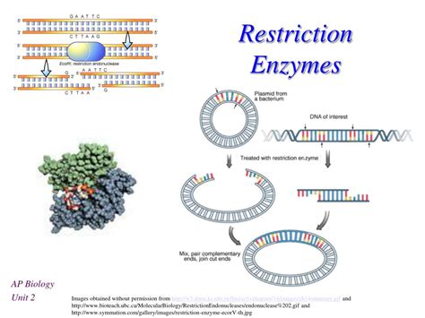 Restriction Enzymes .